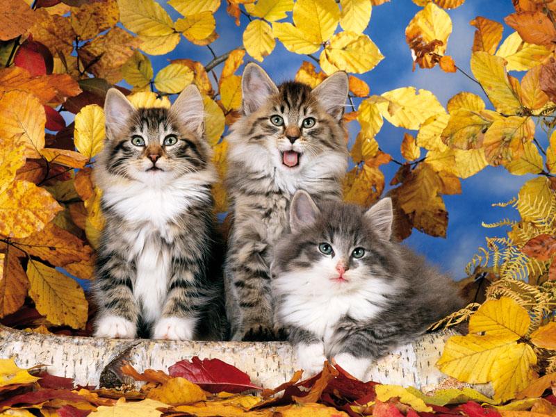 Colorluxe 500 Piece Puzzle - Golden Kittens